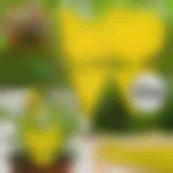 Lepové pasti na mouchy (10 ks) | BUGILURE