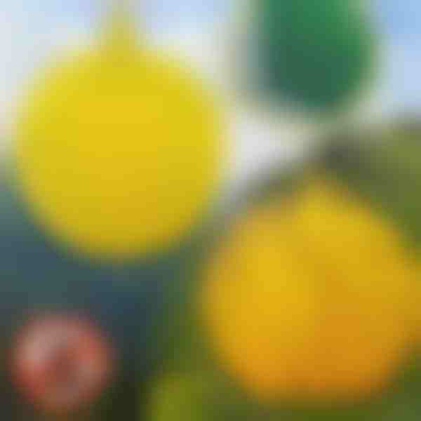 6-Pack závěsných pastí na mouchy | BUGIORB