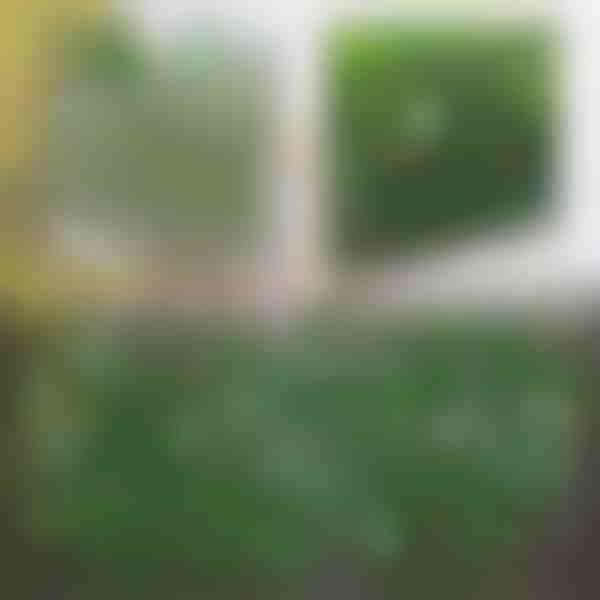 Dekorativní a praktický plot pro terasu a zahradu | GREENFENCE