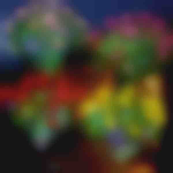 Solární květinová světla | ROSILUME